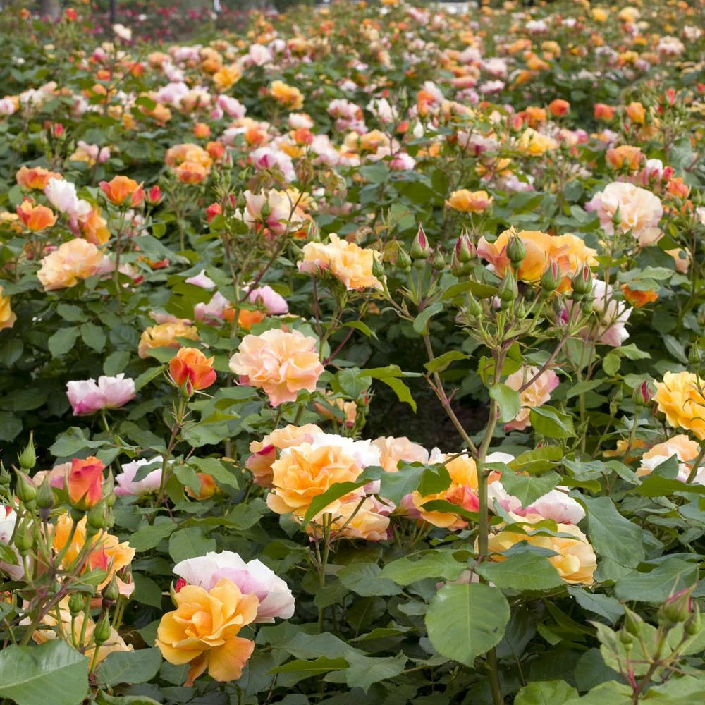 Collection Haie De Rosiers 5 Collection Haie De Rosiers - Image 3