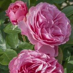 Rosier LEONARDO DA VINCI ® Meideauri -Garden Supplies Sales Shop 1154 1933 2375 2794 3980a rosier leonardo da vinci meideauri mi t1000