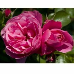 Rosier LEONARDO DA VINCI ® Meideauri -Garden Supplies Sales Shop 1154 1933 2375 2794 3980b rosier leonardo da vinci meideauri mi t1000