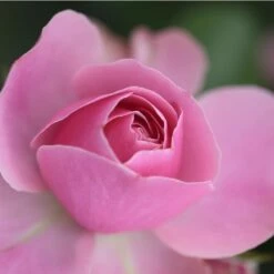 Rosier LEONARDO DA VINCI ® Meideauri -Garden Supplies Sales Shop 1154 1933 2375 2794 3980d rosier leonardo da vinci meideauri mi t1000