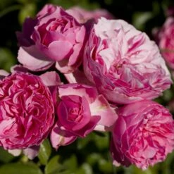 Rosier Demi-tige LEONARDO DA VINCI ® Meideauri -Garden Supplies Sales Shop 1154 1933 2375 rosier leonardo da vinci meideauri mi t1000