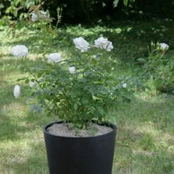 Rosier CARTE BLANCHE ® Meibarum -Garden Supplies Sales Shop 1171 9709d rosier carte blanche meibarum t1000