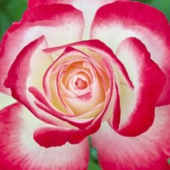 Rosier JUBILE DU PRINCE DE MONACO ® Meisponge