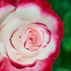 Rosier JUBILE DU PRINCE DE MONACO ® Meisponge -Garden Supplies Sales Shop 1174 1940g rosier jubile du prince de monaco meisponge t1000