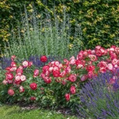 Rosier JUBILE DU PRINCE DE MONACO ® Meisponge -Garden Supplies Sales Shop 1174 1940h rosier jubile du prince de monaco meisponge t1000