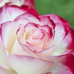 Rosier JUBILE DU PRINCE DE MONACO ® Meisponge -Garden Supplies Sales Shop 1174 1940i rosier jubile du prince de monaco meisponge t1000