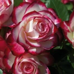 Rosier JUBILE DU PRINCE DE MONACO ® Meisponge -Garden Supplies Sales Shop 1174 jubile du prince de monaco 3025 taille1000 mi