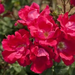 Rosier Demi-tige KNOCK OUT ® Radrazz