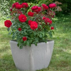 Rosier MONA LISA ® Meilyxir -Garden Supplies Sales Shop 1186a rosier mona lisa meilyxir t1000