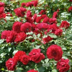 Rosier MONA LISA ® Meilyxir -Garden Supplies Sales Shop 1186f rosier mona lisa meilyxir t1000