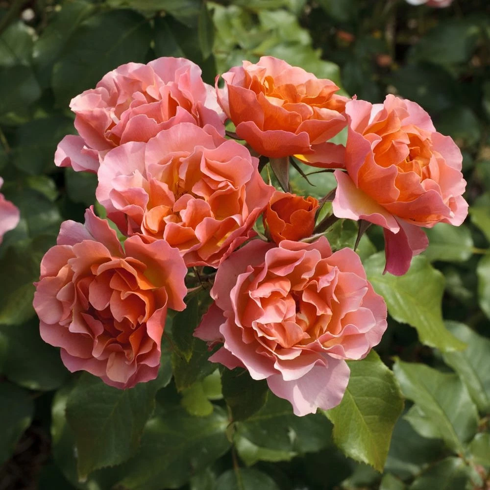 Rosier JEAN COCTEAU ® Meikokan 4 Rosier JEAN COCTEAU ® Meikokan - Image 2