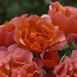 Rosier JEAN COCTEAU ® Meikokan 9 Rosier JEAN COCTEAU ® Meikokan -Garden Supplies Sales Shop 1188b rosier jean cocteau meikokan t1000