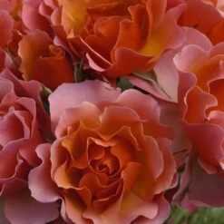 Rosier JEAN COCTEAU ® Meikokan 10 Rosier JEAN COCTEAU ® Meikokan -Garden Supplies Sales Shop 1188c rosier jean cocteau meikokan t1000