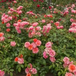 Rosier JEAN COCTEAU ® Meikokan 11 Rosier JEAN COCTEAU ® Meikokan -Garden Supplies Sales Shop 1188d rosier jean cocteau meikokan t1000