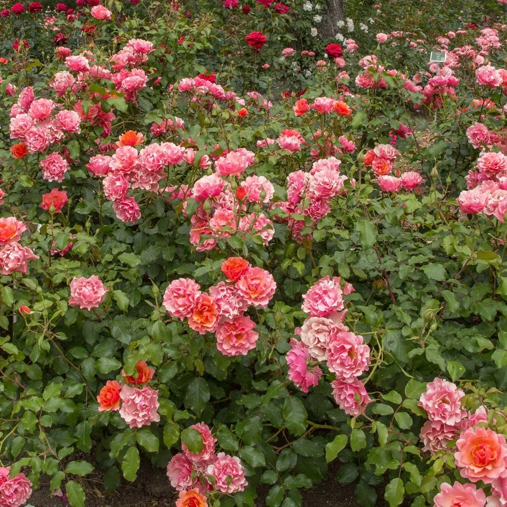 Rosier JEAN COCTEAU ® Meikokan 7 Rosier JEAN COCTEAU ® Meikokan - Image 5