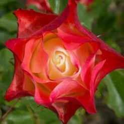 Rosier ORIGAMI ® Meimozahiq 9 Rosier ORIGAMI ® Meimozahiq -Garden Supplies Sales Shop 1189 2988g rosier origami meimozahiq t1000