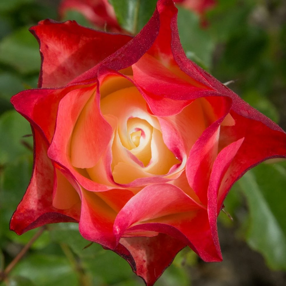 Rosier ORIGAMI ® Meimozahiq 5 Rosier ORIGAMI ® Meimozahiq - Image 3