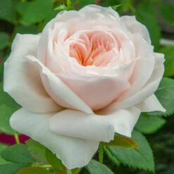 Rosier Grimpant SABRINA ® Meiptorius -Garden Supplies Sales Shop 1200 1959a rosier grimpant sabrina meiptorius hd t1000