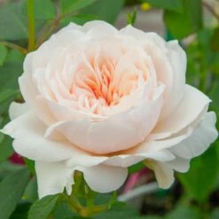 Rosier Grimpant SABRINA ® Meiptorius -Garden Supplies Sales Shop 1200 1959b rosier grimpant sabrina meiptorius hd t1000