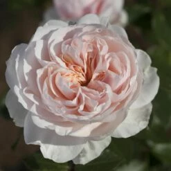 Rosier Grimpant SABRINA ® Meiptorius -Garden Supplies Sales Shop 1200 1959c rosier grimpant sabrina meiptorius hd t1000