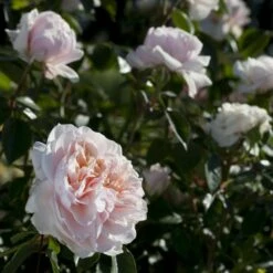 Rosier Grimpant SABRINA ® Meiptorius -Garden Supplies Sales Shop 1200 1959d rosier grimpant sabrina meiptorius hd t1000