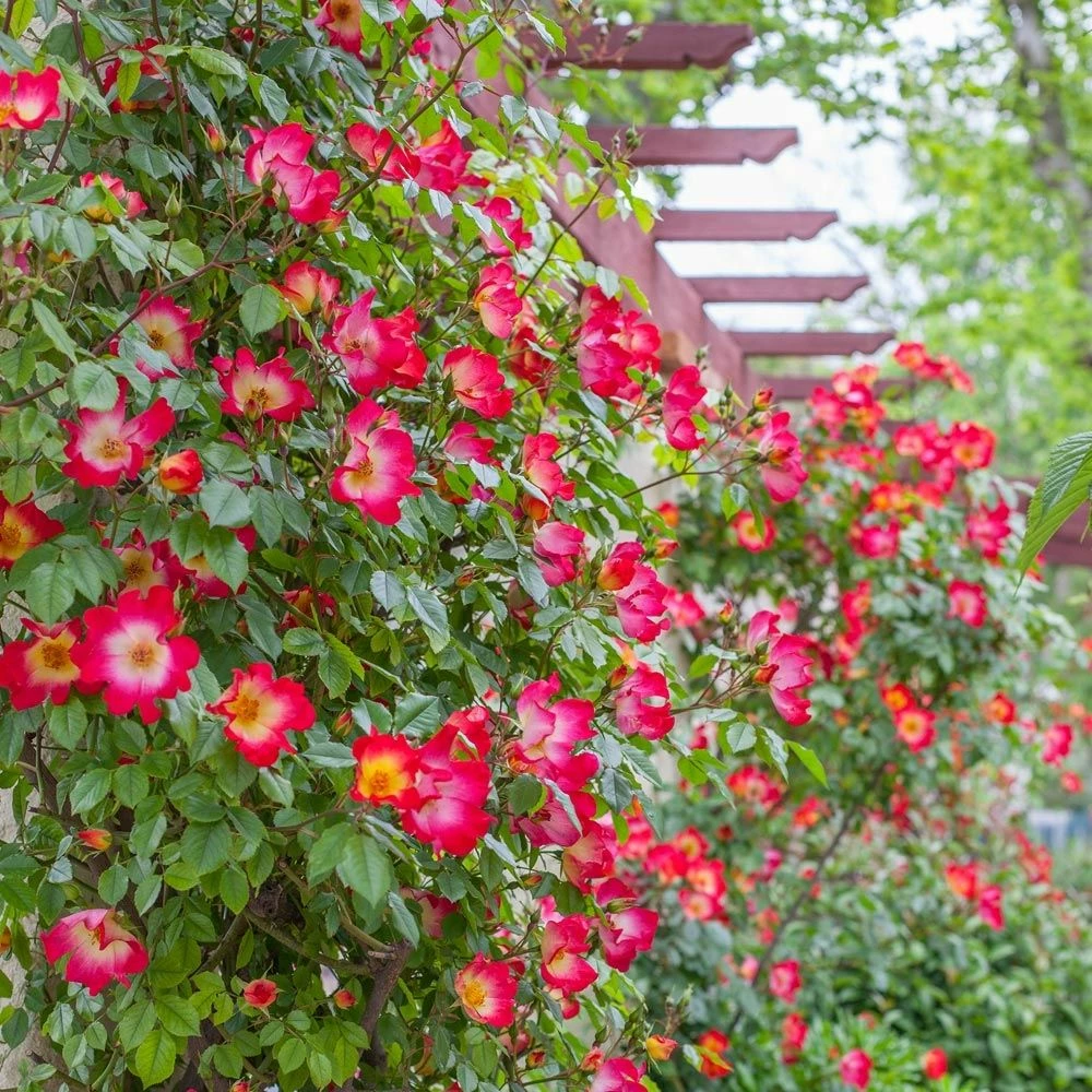 Rosier Grimpant COCKTAIL ® Meimick 3 Rosier Grimpant COCKTAIL ® Meimick