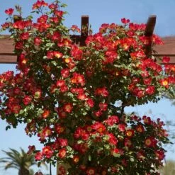 Rosier Grimpant COCKTAIL ® Meimick 8 Rosier Grimpant COCKTAIL ® Meimick -Garden Supplies Sales Shop 1212 rosier gpt cocktail meimick mm t1000