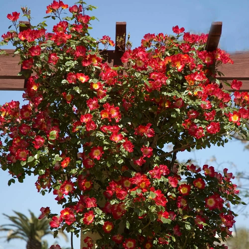 Rosier Grimpant COCKTAIL ® Meimick 5 Rosier Grimpant COCKTAIL ® Meimick - Image 3