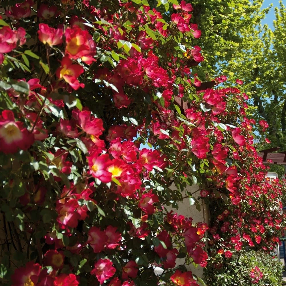 Rosier Grimpant COCKTAIL ® Meimick 4 Rosier Grimpant COCKTAIL ® Meimick - Image 2