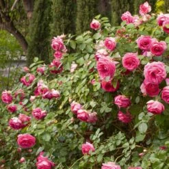 Rosier Grimpant Cyclamen PIERRE DE RONSARD ® Margaret Mae -Garden Supplies Sales Shop 1215 1960a rosier gpt cyclamen pierre de ronsard margaret mae mi t1000