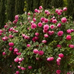 Rosier Grimpant Cyclamen PIERRE DE RONSARD ® Margaret Mae -Garden Supplies Sales Shop 1215 1960b rosier gpt cyclamen pierre de ronsard margaret mae mm t1000