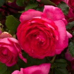 Rosier Grimpant Cyclamen PIERRE DE RONSARD ® Margaret Mae -Garden Supplies Sales Shop 1215 1960d rosier gpt cyclamen pierre de ronsard margaret mae mm t1000