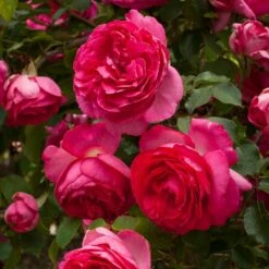 Rosier Grimpant Cyclamen PIERRE DE RONSARD ® Margaret Mae -Garden Supplies Sales Shop 1215 1960e rosier gpt cyclamen pierre de ronsard margaret mae mm t1000