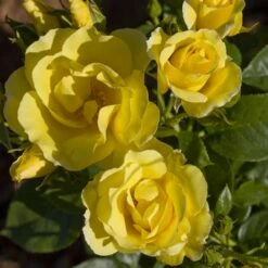 Rosier Grimpant HAPPINESS ® Meilaclost -Garden Supplies Sales Shop 1218 1963 rosier grimpant happiness meilaclost mm t1000 1