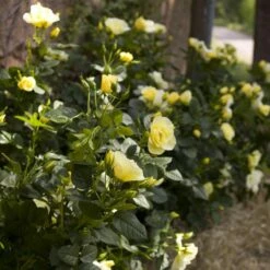 Rosier Grimpant HAPPINESS ® Meilaclost -Garden Supplies Sales Shop 1218 1963a rosier gpt happiness meilaclost mm t1000