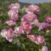 Rosier Grimpant PRINCESSE DE MONACO ® Meibergamu -Garden Supplies Sales Shop 1219 2976a rosier grimpant princesse de monaco meibergamu mi t1000