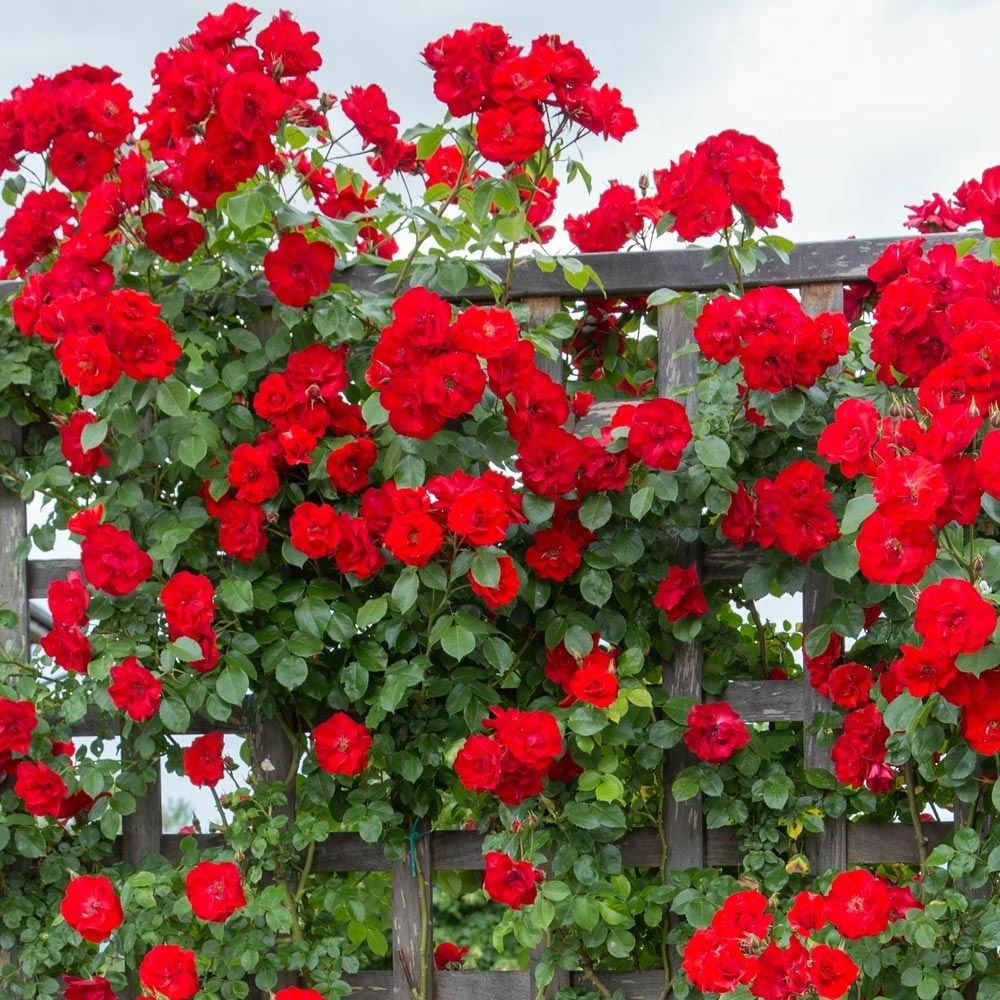 Rosier Grimpant LA SEVILLANA ® Meige-kanusar 4 Rosier Grimpant LA SEVILLANA ® Meige-kanusar - Image 2