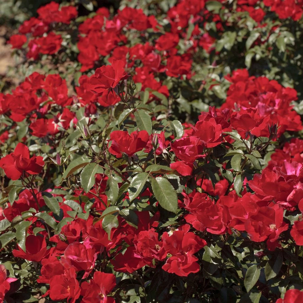 Rosier LA SEVILLANA ® Plus Meishitai 3 Rosier LA SEVILLANA ® Plus Meishitai