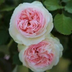 Rosier Grimpant PIERRE DE RONSARD ® Meiviolin -Garden Supplies Sales Shop 1225 meiviolin pierre de ronsard 11 t1000