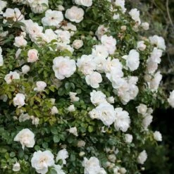 Rosier Grimpant Liane JEAN HONORE MUS ® Meibeljenb -Garden Supplies Sales Shop 1232 2999a rosier gpt looping meibeljenb mm t1000