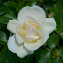 Rosier Grimpant Liane JEAN HONORE MUS ® Meibeljenb -Garden Supplies Sales Shop 1232 2999c rosier gpt looping meibeljenb mm t1000