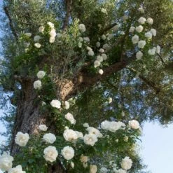 Rosier Grimpant Liane JEAN HONORE MUS ® Meibeljenb -Garden Supplies Sales Shop 1232 2999d rosier gpt looping meibeljenb mm t1000