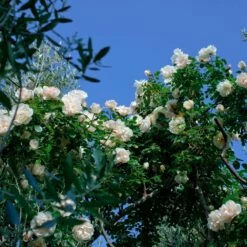 Rosier Grimpant Liane JEAN HONORE MUS ® Meibeljenb -Garden Supplies Sales Shop 1232 2999e rosier gpt looping meibeljenb mm t1000