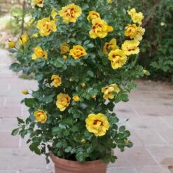 Rosier Grimpant EYECONIC ® Meipouzmoi -Garden Supplies Sales Shop 1240 2981 rosier gpt eyeconic meipouzmoi mm t1000