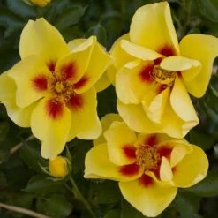 Rosier Grimpant EYECONIC ® Meipouzmoi -Garden Supplies Sales Shop 1240 2981b rosier gpt eyeconic meipouzmoi mm t1000