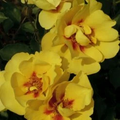 Rosier Grimpant EYECONIC ® Meipouzmoi -Garden Supplies Sales Shop 1240 2981c rosier gpt eyeconic meipouzmoi mm t1000