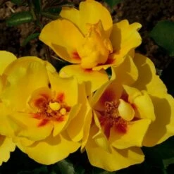 Rosier Grimpant EYECONIC ® Meipouzmoi -Garden Supplies Sales Shop 1240 2981d rosier gpt eyeconic meipouzmoi mm t1000