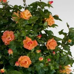 Rosier Grimpant LOUIS DE FUNES ® Meirestifsar -Garden Supplies Sales Shop 1250 1978b rosier gpt louis de funes meirestifsar mi hd t1000