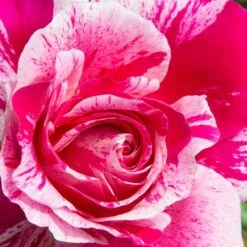 Rosier Grimpant INES SASTRE ® Meiteratol 7 Rosier Grimpant INES SASTRE ® Meiteratol -Garden Supplies Sales Shop 1251 1976 rosier grimpant ines sastre meiteratol t1000 1