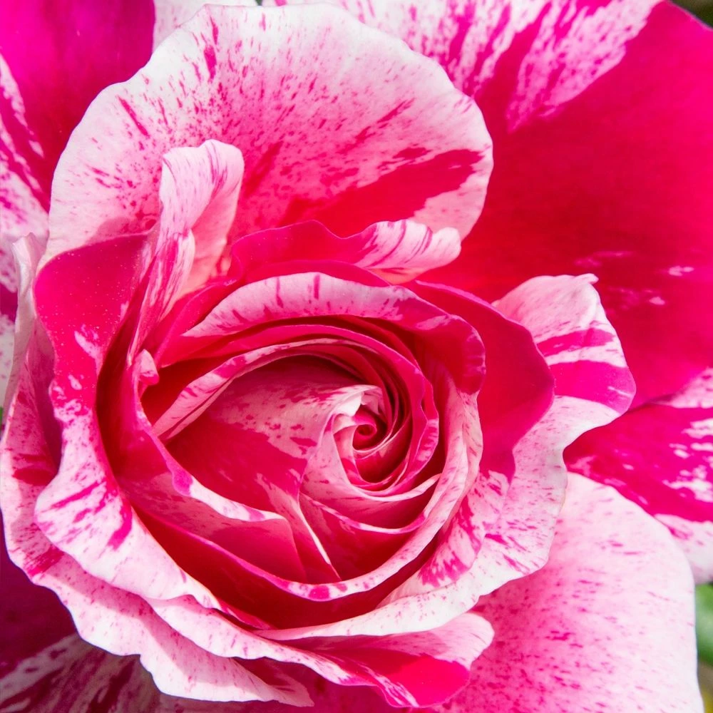 Rosier Grimpant INES SASTRE ® Meiteratol 4 Rosier Grimpant INES SASTRE ® Meiteratol - Image 2